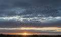 Starling Murmuration at Sunset_Martin Hancock_Open